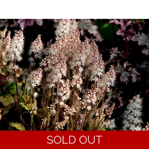 Tiarella 'Mystic Mist'